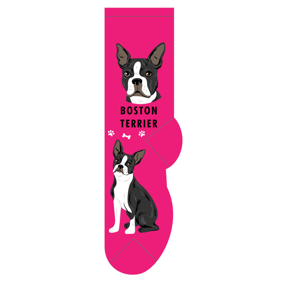 Boston Terrier