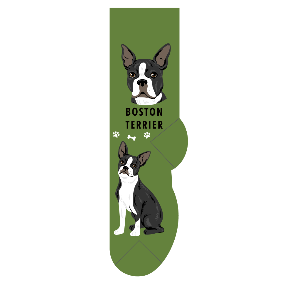 Boston Terrier