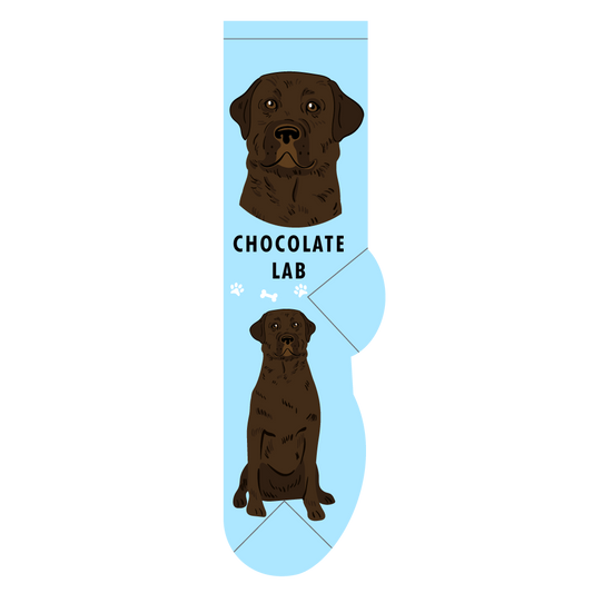 Chocolate Lab